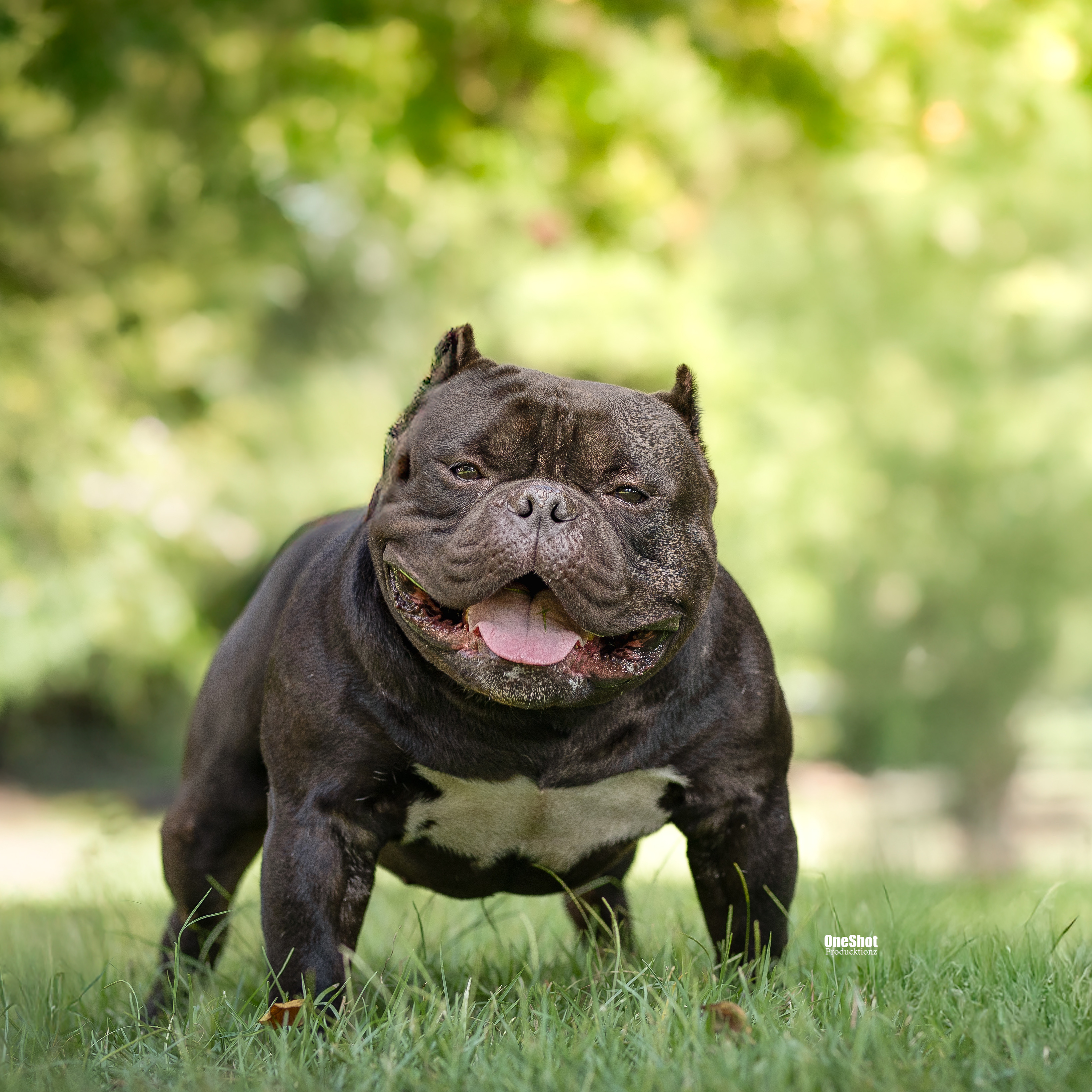 Bully Girl Magazine — The Ultimate Bully Breed Destination